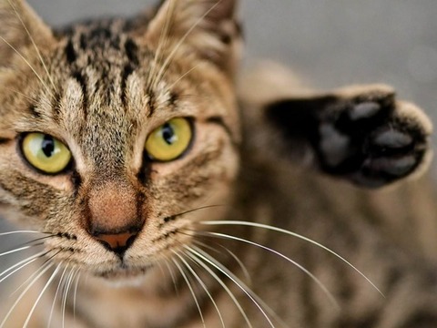 妹が私の婚約者との子を妊娠。守銭奴呼ばわりされつつ双方から慰謝料を毟りとった。両親は妹の妊娠を理由に「譲ってやれ」と主張したため両親とも絶縁。弟も私に便乗して絶縁。