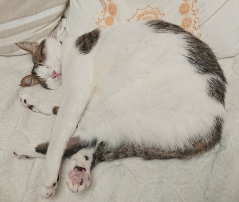 私が娘から貰ったプレゼントが、義実家の冷蔵庫に貼られていた。私「…」トメ「どうしたの？」私「この絵はどうしたんですか？」トメ「孫子ちゃんが描いてくれたんだって～」