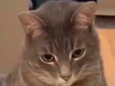 【くにゃ】 私がスイーツを作っていた。チョコを混ぜて持ち上げる → 猫の顔はこうなった…