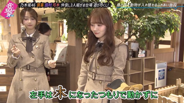 田村真佑ちゃん、木になる！！！【乃木坂46】