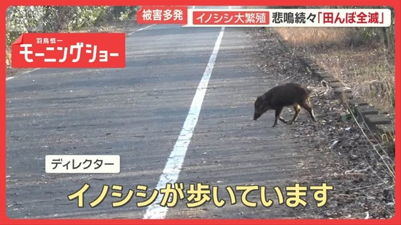 イノシシ大繁殖…1000頭超　悲鳴続々「田んぼ全滅」　突進で歩行者大けが　車に衝突も