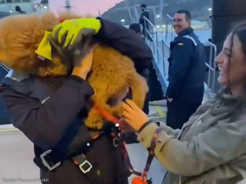 飼い主と再会した犬、「しっぽが千切れそう」なほど喜んで妻より大興奮