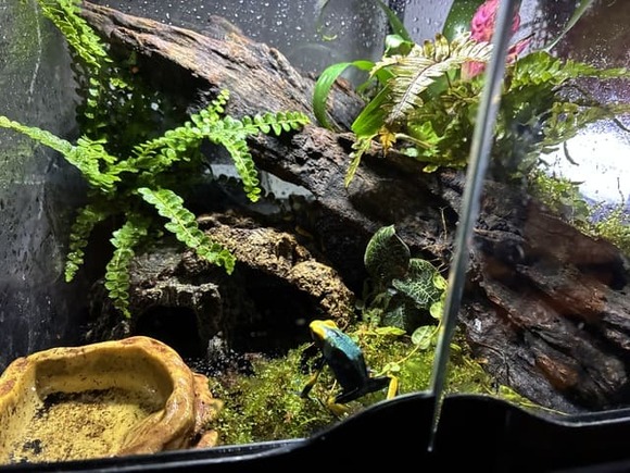 【画像】見てホムセンの草でテラリウム作った