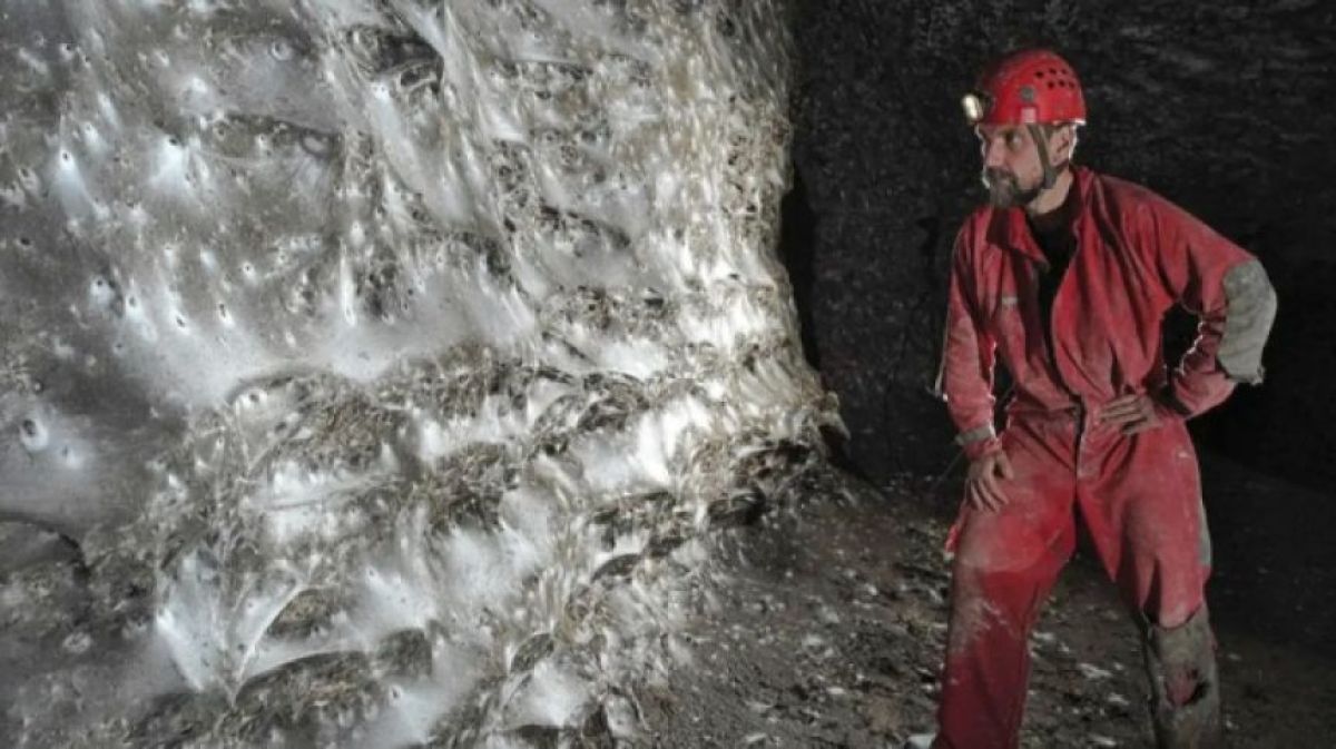 洞窟の中で世界最大のクモの巣が発見される（クモ出演中）