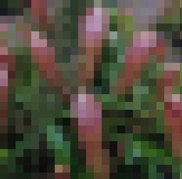 【画像】チ●ポみたいな植物が見つかる  [487816701]