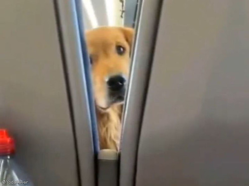 「最高のフライトになった…」前方座席の犬が退屈させてくれないとき