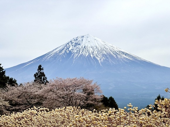 真面目な話　富士山噴火したらどうすんの？