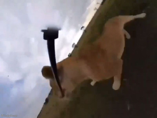 野生のライオンがカメラを盗み出した結果→見たことのない映像が録画されていた