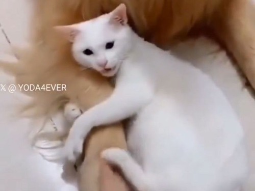 独占欲の強い猫「この犬はさわらせないニャ！」飼い主が近寄らせてもらえないとき