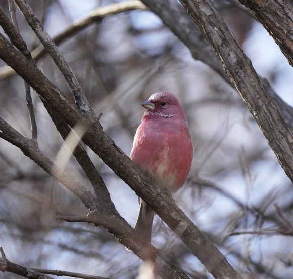 【画像】猛禽類いたから撮ったけどイケメンすぎやろ