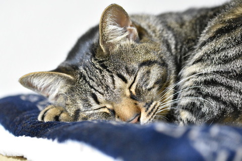 小児科で子供と同じクラスのママに遭遇。受付「医療証ありますか？」ママ「無いです」→医療証が無いって事は年収600万近く貰っているって事になるが、それにしては…