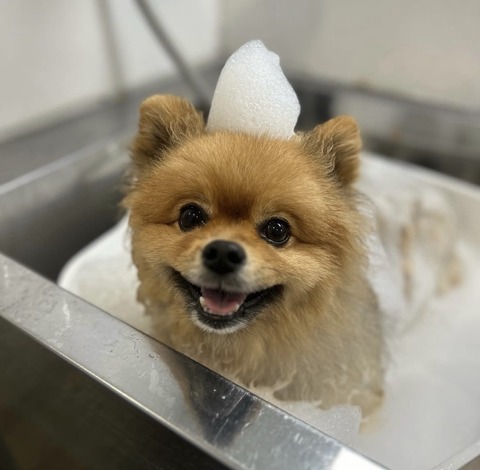 【朗報】ワイのイッヌ可愛すぎるwww