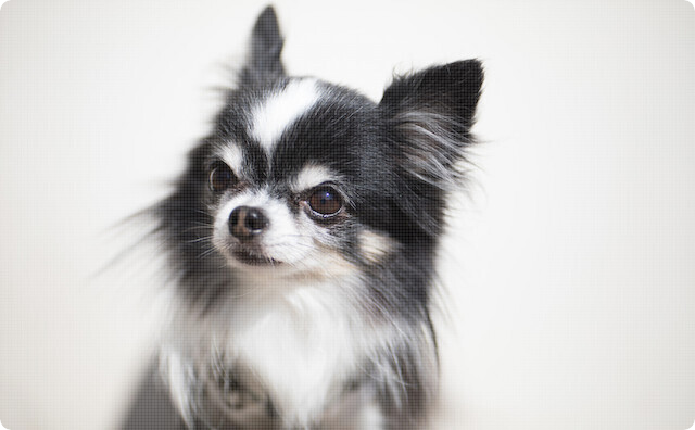 目の前でチワワが鳶にさらわれてびびった。見てた人全員が「えっ…」て感じで呆然と見てたんだけど、飼い主の家族が…