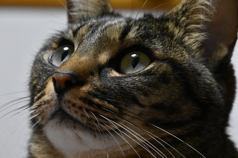 【勘違い】玄関に入ると何となく喘ぎ声のようなものが聞こえてきた！俺は嫁の浮気を疑い、携帯でムービーを撮りながらドアを開けた！！→するとそこには…