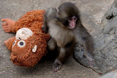 【悲報】日本の子ザル「パンチくん」に感動した外国人、なぜか動物園を低評価で埋め尽くす謎ムーブをしてしまう・・・