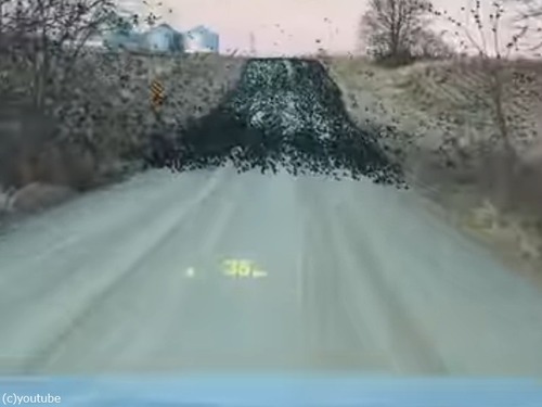 道路に止まっていた鳥の大群の中を…車で突入するとこうなる（動画）