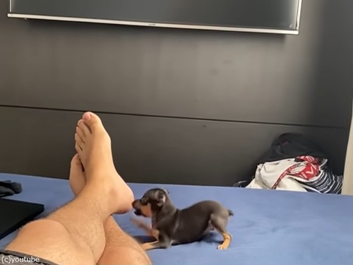 幸せそうな飼い主「子犬を連れ帰ったら、いきなり急所を攻撃されたんだけど…」（動画）