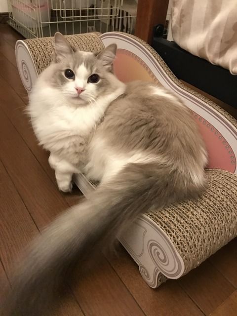 嫁に行為を10回くらい連続で拒否された。俺「もう外で処理するから許可出してくれ」嫁「無理」俺「じゃあ真剣に離婚考えるしかないな」嫁「離婚は嫌だけど忄生の対象に見れない」