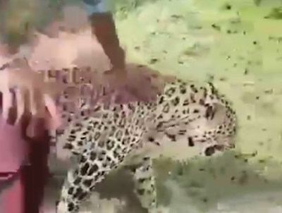 【閲覧注意】ヒョウに近づきすぎたインド人さん、やっぱりやらかす！