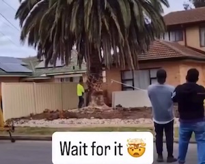 【動画】庭の巨大なヤシの木を切り倒そうとしたキコリの大失敗。