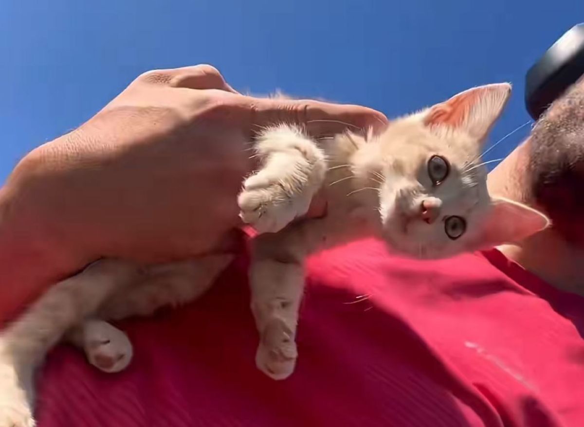 郵便配達員が道路脇で子猫を救出。毎日一緒に配達のお手伝い