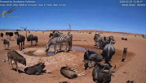 【画像】ナミブ砂漠のあそこ、動物にバレるwww　　　