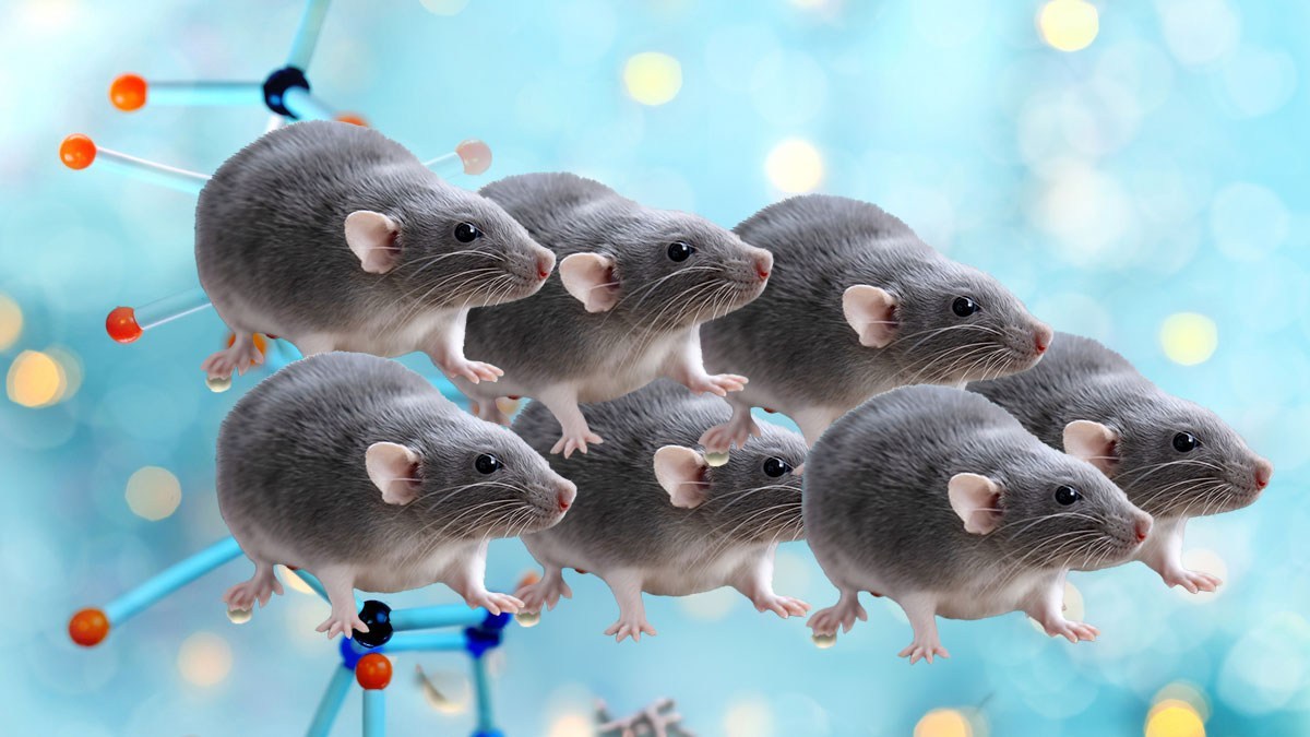 クローンのクローンを作り続けると58代目に限界を迎えることがマウス実験で判明（日本研究）