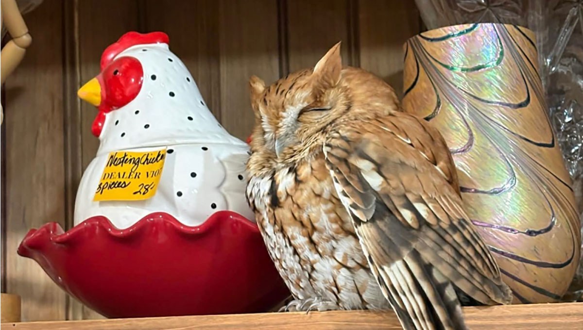 ニワトリの隣で本物のフクロウがちょこん。アンティーク店に迷い込んだ後、無事保護される