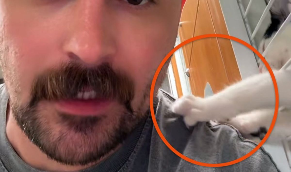 猫を選びに保護施設を訪れたヒゲメン、猫の方から逆使命されハッピーエンド！