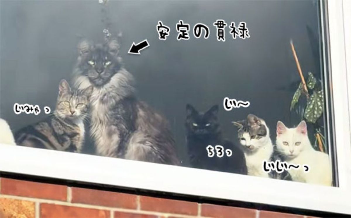 窓際で飼い主の帰宅を待ちわびる猫たちの中で、圧倒的存在感を放つメインクーン