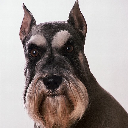 【朗報】明らかに合成の犬、発見されるｗｗｗ