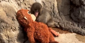 パンチくん、アメリカの全国ニュース番組に登場 「Punch the Monkey」として紹介される