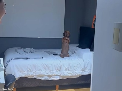 犬「早く寝ようよ…」いじらしい姿勢でアピールする（動画）