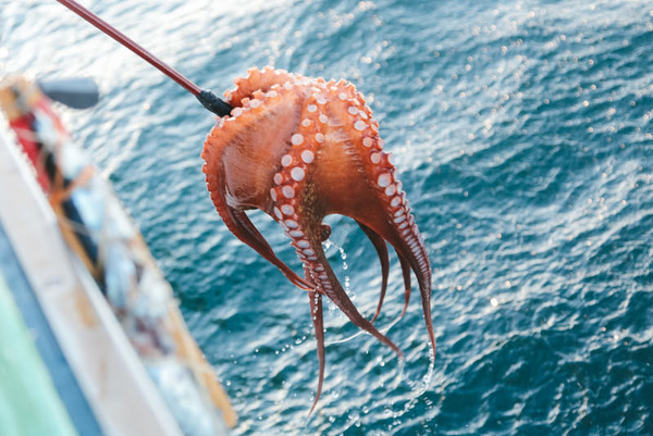 【悲報】日本人「タコ美味すぎぃwww」外国人「ｳﾞｫｪｯ!!!!!」⇒！