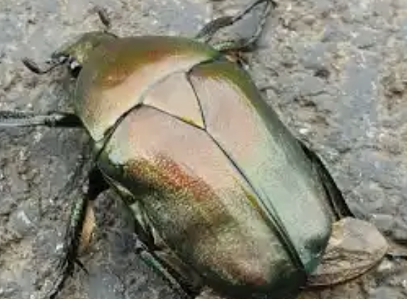 【画像】コスタリカで捕獲されたカナブン、見た目ヤバすぎwww