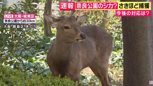 大阪に現れた鹿を奈良に返そうとするも奈良県知事が拒否「奈良公園から出たシカは天然記念物ではない」