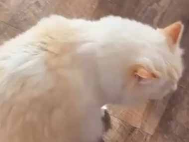 うちの猫が私の前にやってくる。さぁ、かまうのだ！ → 何度もこうなります…