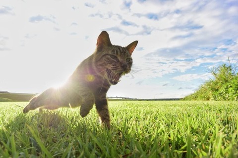 私が同級生の893の息子に殴られ鼻を骨折。すると父がキレて893の家に殴り込みに行って大暴れ！そこに893の偉い人が登場して父に土下座。実は父は…