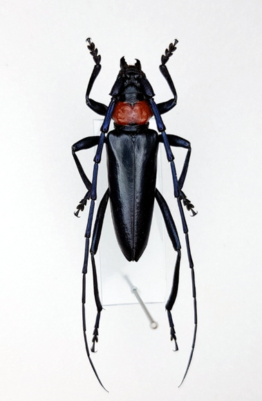 【朗報】狩猟解禁！栃木で害虫?10匹で500円の報奨金www