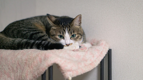 小6娘の同級生から「明日からお泊りさせてください。何を持って行けばいいですか？」と電話が！私「お母さんに代わって」同級生「手が離せないから…」