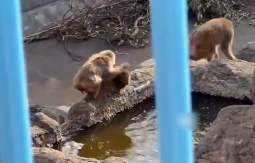 【動画】パンチくんが池に落とされる瞬間を見た人間さんの反応がこちら