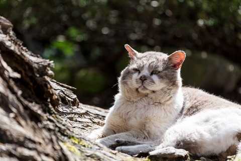 犬に水飲ませてたら出入り禁止にした放置子が来た。放置子「僕に食べさせるお菓子はなくても犬にやる水はあるんだね…」私「え、うんそうだよ？」→結果