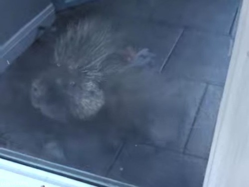 アメリカ人「ガラスドアを引っ掻く音がしたので見に行ったら…ヤマアラシが入りたそうにしてた！」（動画）