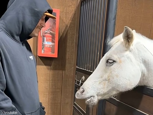 馬と人間がパクパクと金魚みたいな共通言語でコミュニケーションをとる（動画）
