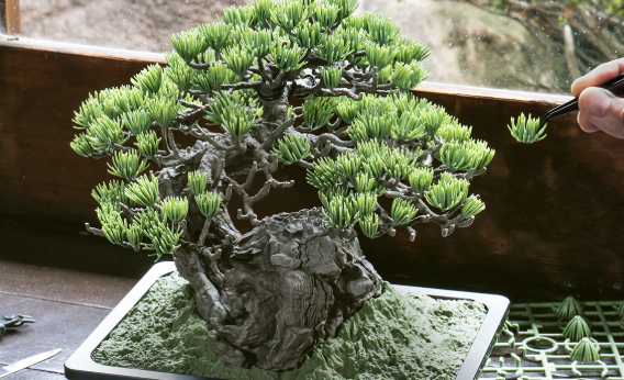 樹齢1000年の盆栽、あまりにもカッコよすぎて横転www