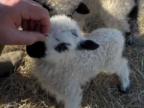 羊の赤ちゃんをナデナデしていたら…別の赤ちゃんに嫉妬されるとき