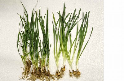 【悲報】老婆さん、通りすがりの小学生に「ネギあげる」と言い『スイセン』・・・・