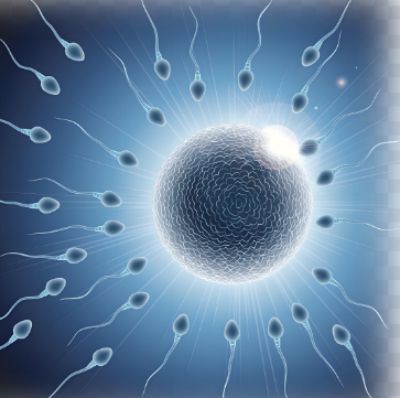 【画像】女の子の排卵シーン、あまりにもエロ過ぎるwww