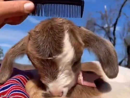 赤ちゃんヤギを瞬時に寝かしつける方法…くしを使った例