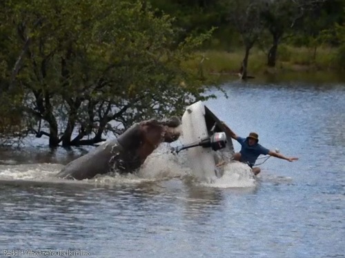 「こんなに怖いの!?」野生のカバにボートが襲われ転覆する